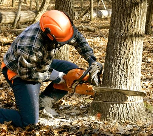 Tree Removal in Diamond City, AR